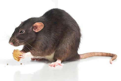 🐀 Potkani a krysy