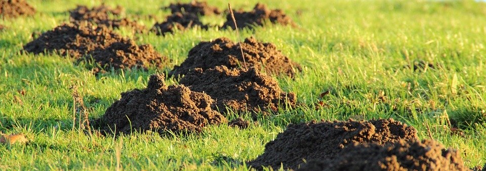 🌱 Škůdci na zahradě – krtek, hryzec a hraboš: jak se jich zbavit